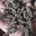 红大戟红大戟各种中药材批发