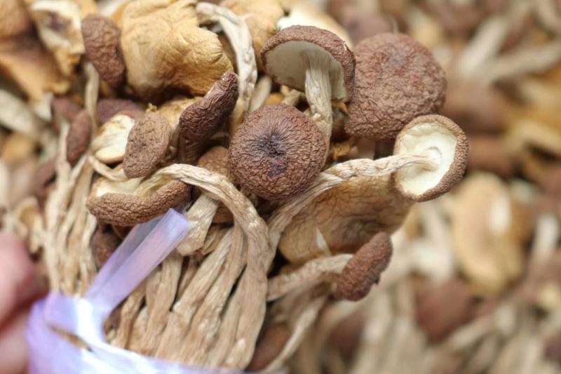广州人江西茶树菇3号菇适合煲汤支持一件代发批发价