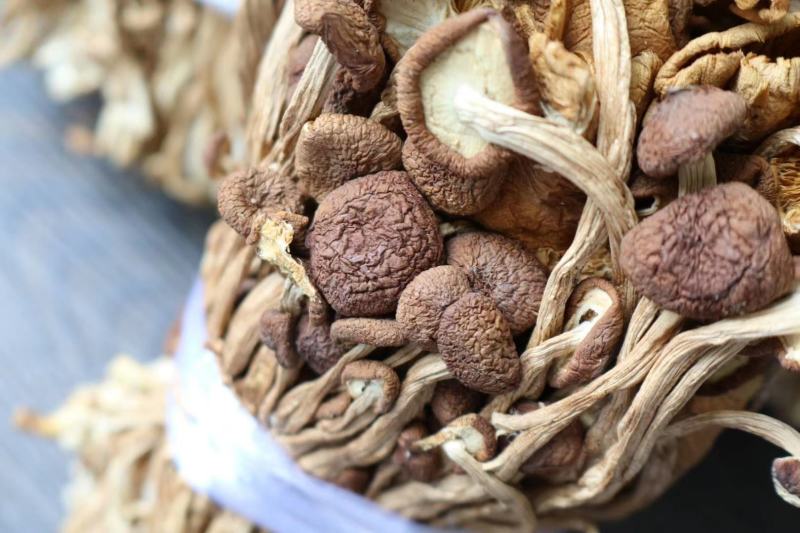 广州人江西茶树菇3号菇适合煲汤支持一件代发批发价