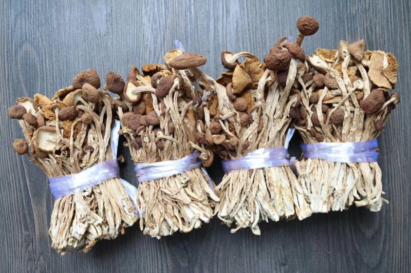 广州人江西茶树菇3号菇适合煲汤支持一件代发批发价