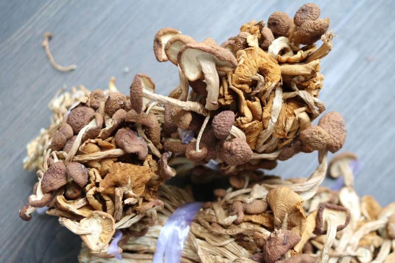 广州人江西茶树菇3号菇适合煲汤支持一件代发批发价