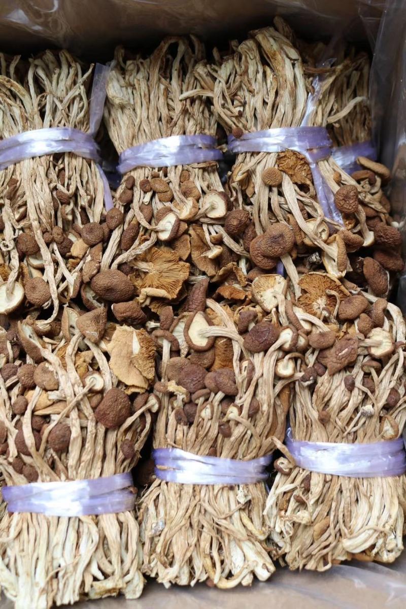 广州人江西茶树菇3号菇适合煲汤支持一件代发批发价