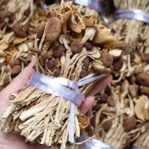 广州人江西茶树菇3号菇适合煲汤支持一件代发批发价