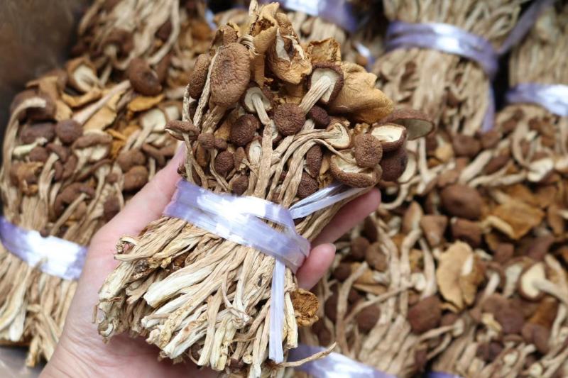 广州人江西茶树菇3号菇适合煲汤支持一件代发批发价