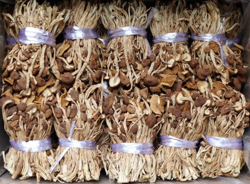 广州人江西茶树菇3号菇适合煲汤支持一件代发批发价