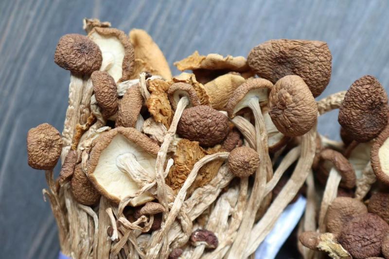 广州人江西茶树菇3号菇适合煲汤支持一件代发批发价
