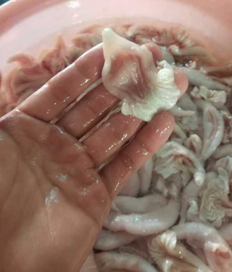 自产地养殖基地活鲜现杀牛蛙肚选择爆炒食用火锅烧烤
