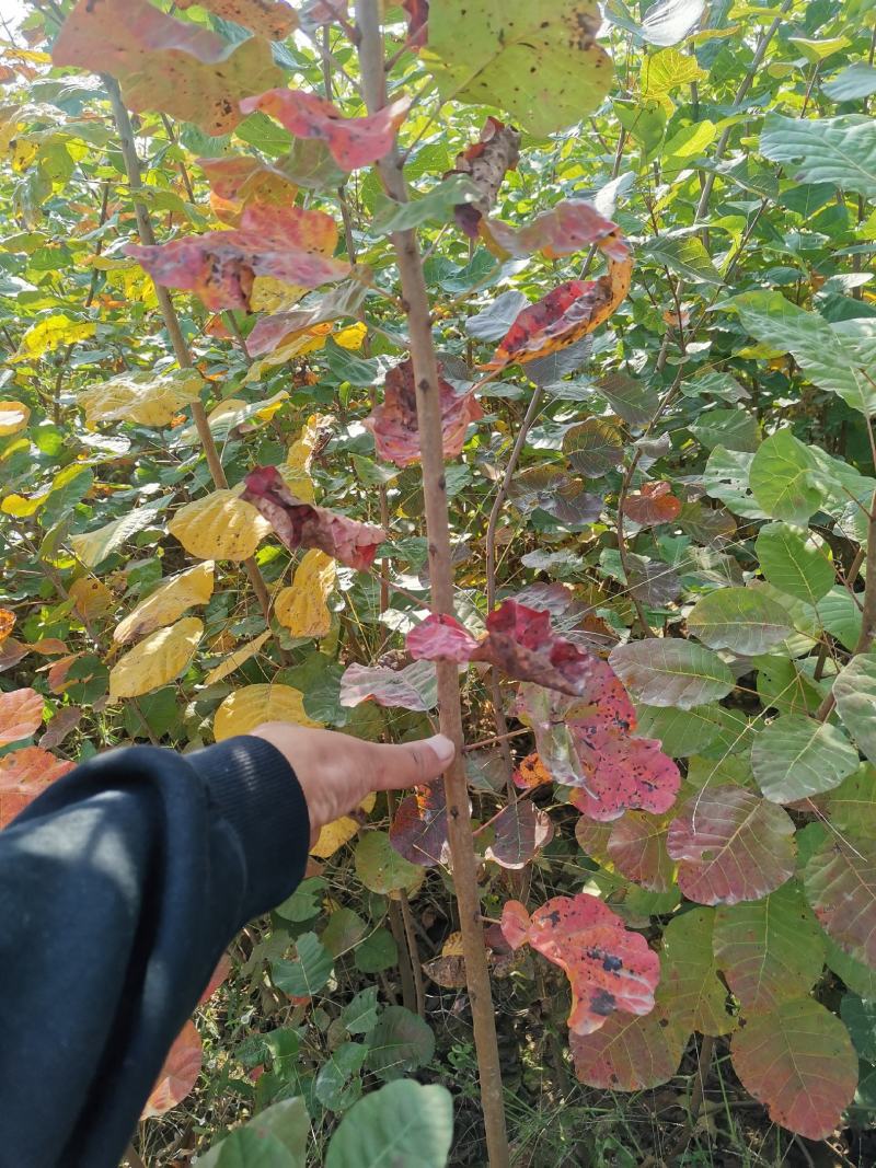 黄栌苗当年苗黄栌小苗丛生黄栌裸根黄栌黄栌