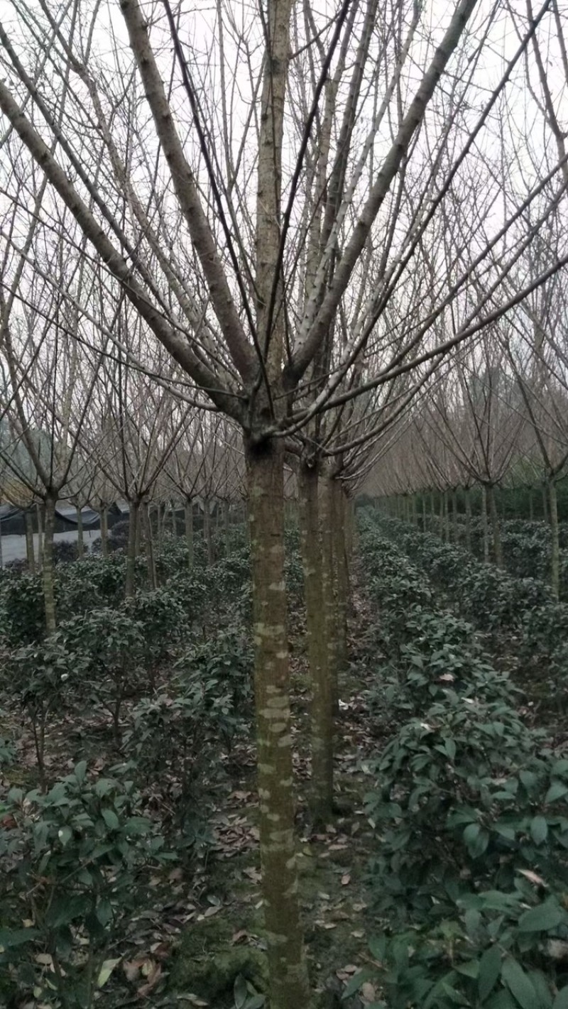 红梅四川红梅基地成都红梅基地直销红梅花儿