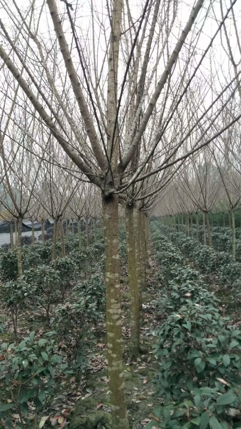 红梅四川红梅基地成都红梅基地直销红梅花儿