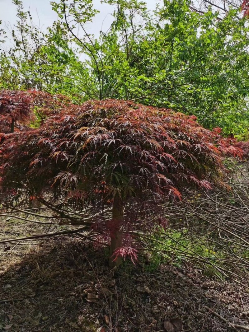 羽毛枫成都羽毛枫基地直销四川羽毛枫基地直销