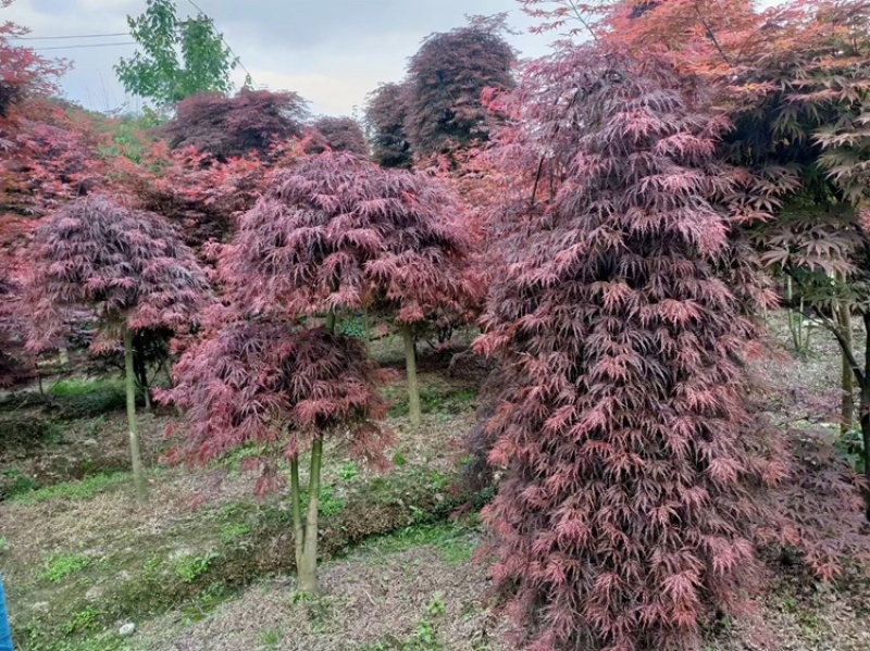 羽毛枫成都羽毛枫基地直销四川羽毛枫基地直销