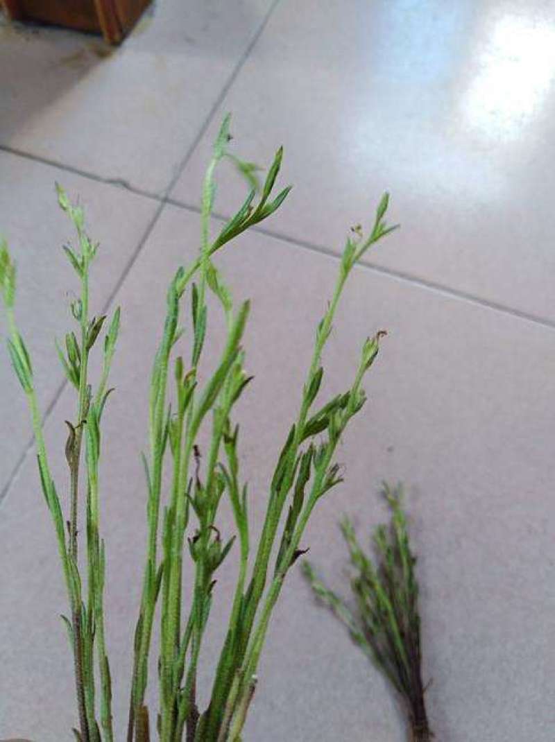 独脚金有货，20到25公分，颜色漂亮有好货
