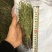 独脚金有货，20到25公分，颜色漂亮有好货