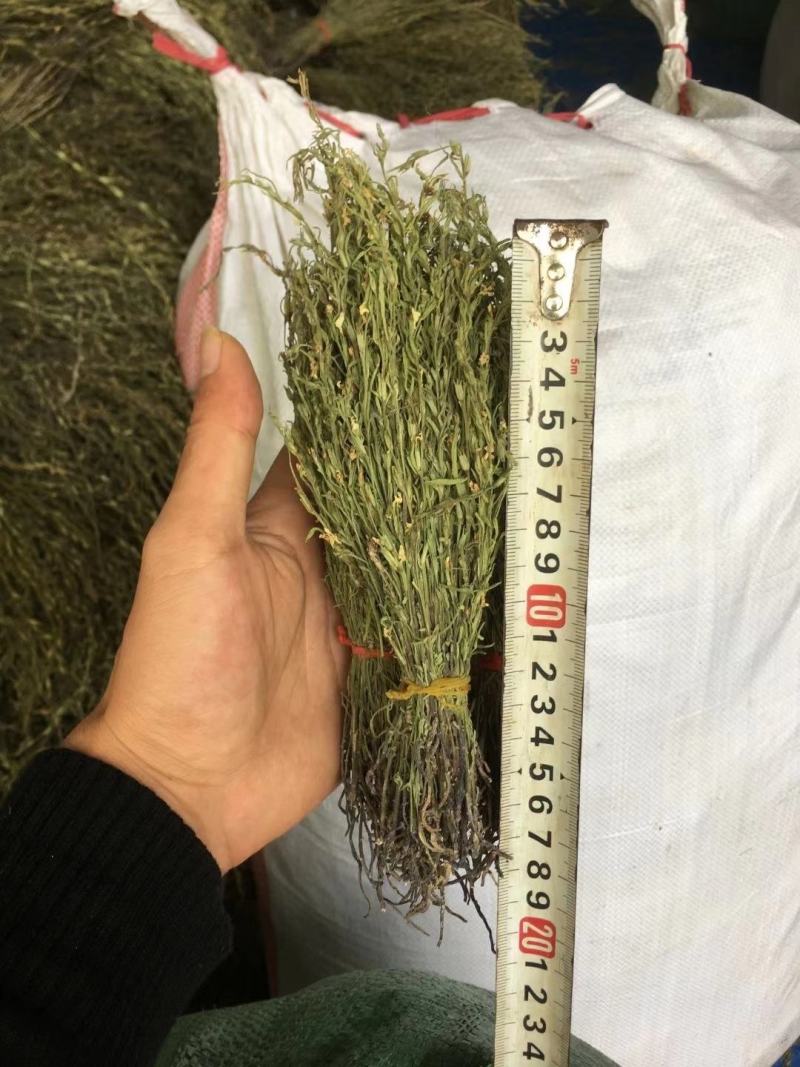 独脚金有货，20到25公分，颜色漂亮有好货