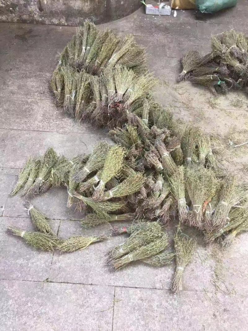 独脚金有货，20到25公分，颜色漂亮有好货