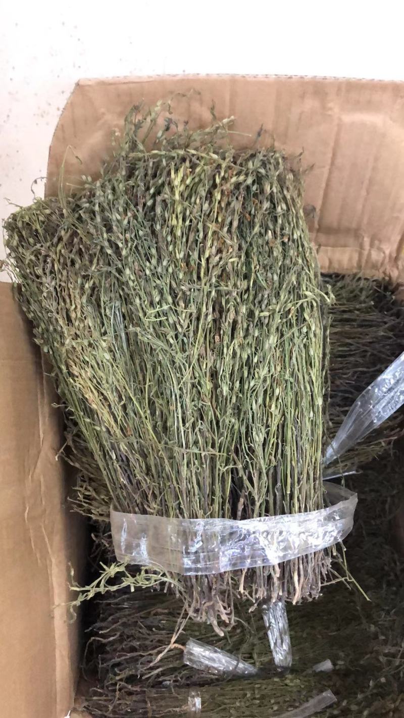 独脚金有货，20到25公分，颜色漂亮有好货