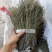 独脚金有货，20到25公分，颜色漂亮有好货