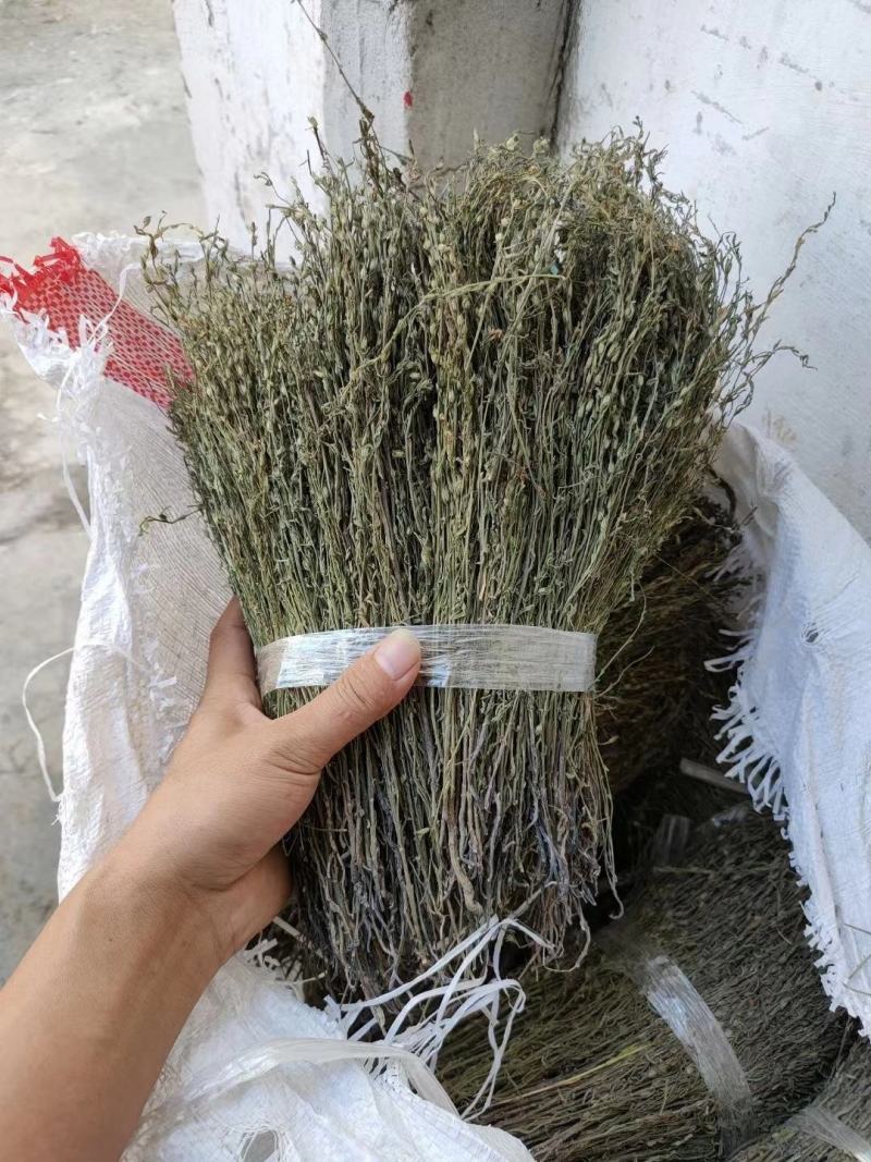 独脚金有货，20到25公分，颜色漂亮有好货