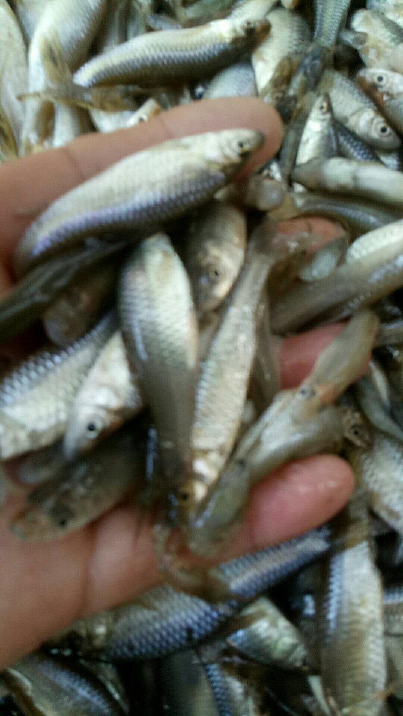 鲫鱼，自生鲫鱼，漂亮鲫鱼味道鲜美，黑腥鲫鱼，
