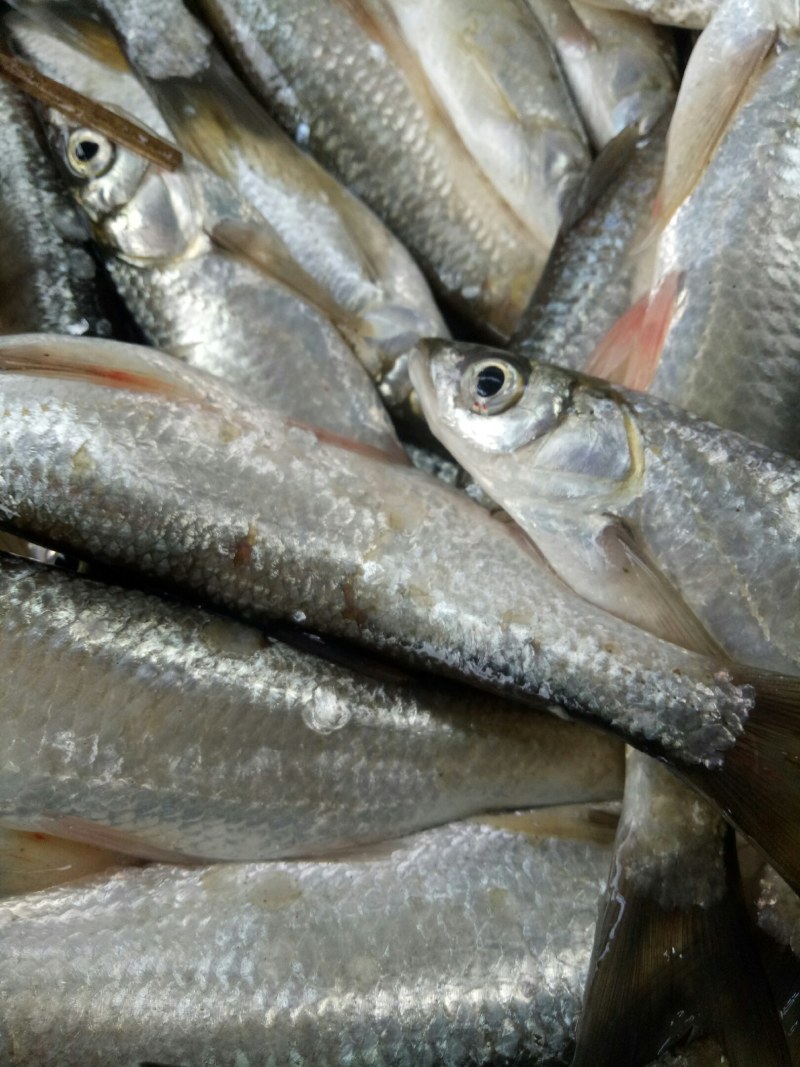 鲫鱼，自生鲫鱼，漂亮鲫鱼味道鲜美，黑腥鲫鱼，