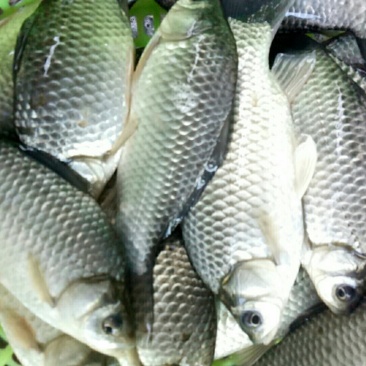 鲫鱼，自生鲫鱼，漂亮鲫鱼味道鲜美，黑腥鲫鱼，
