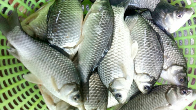 鲫鱼，自生鲫鱼，漂亮鲫鱼味道鲜美，黑腥鲫鱼，