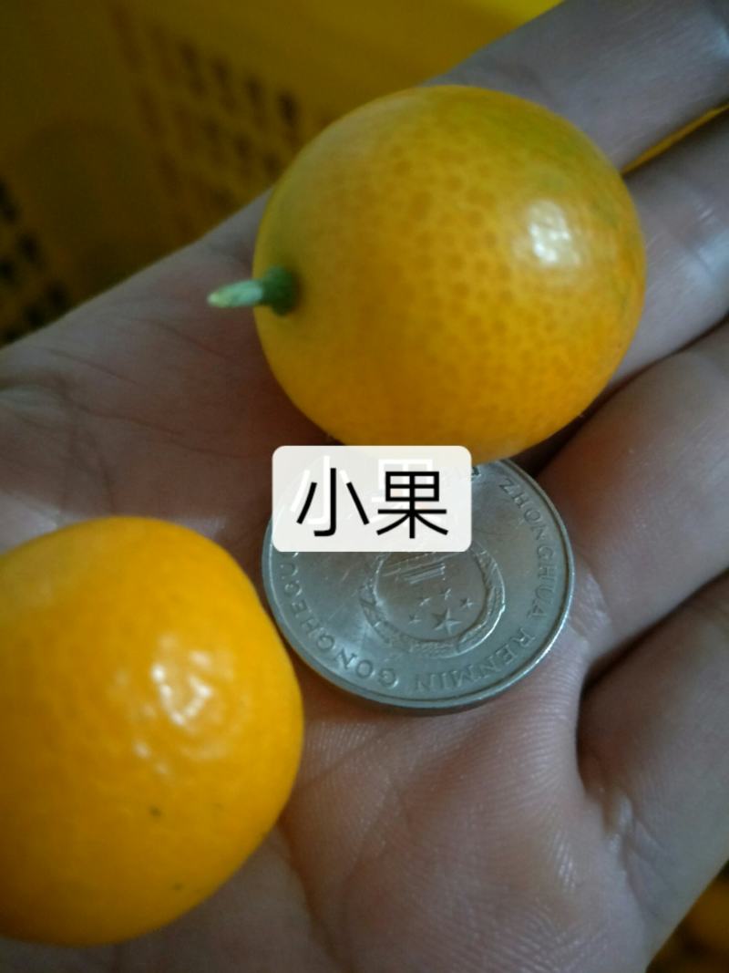 阳朔金桔一件代发新鲜现摘现发代收带发专业