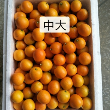 阳朔金桔一件代发新鲜现摘现发代收带发专业
