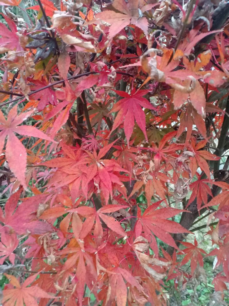 三季红红枫，适合盆景，定植，叶色红，赏心悦目