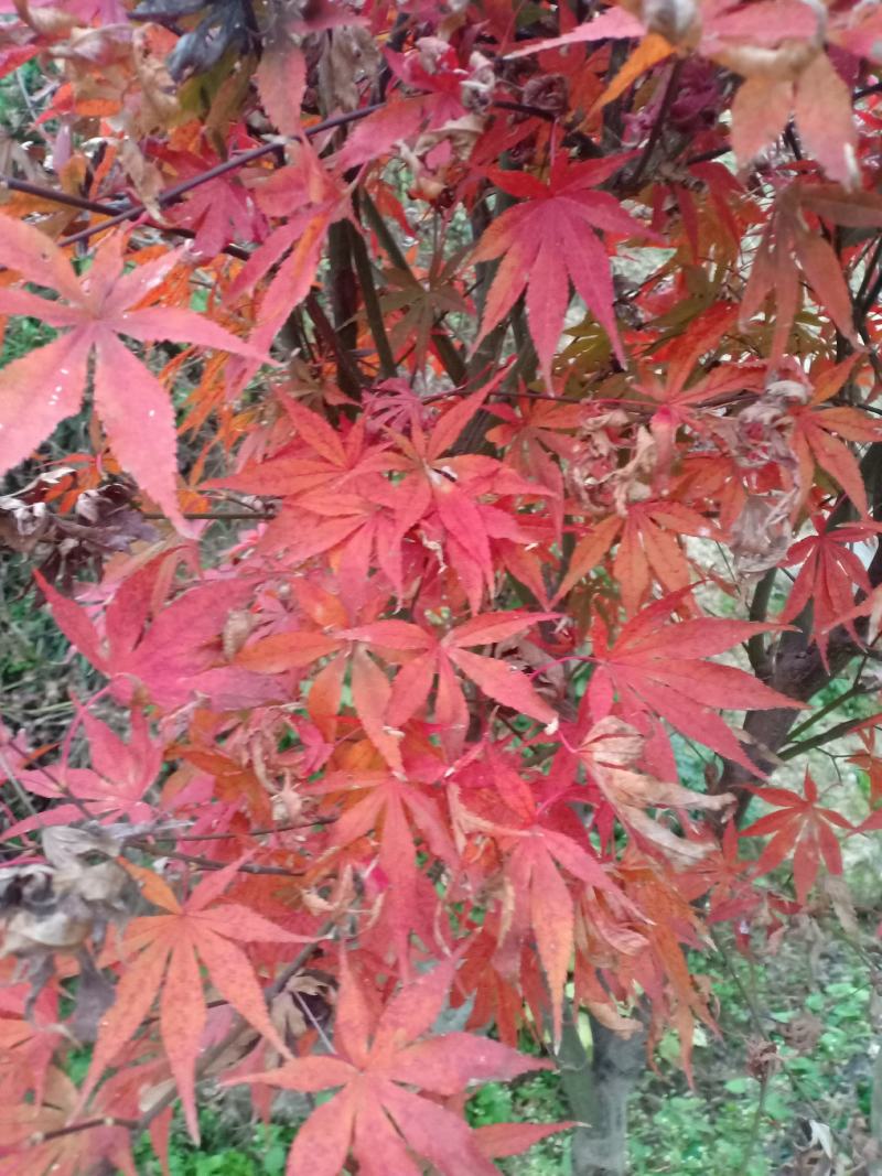 三季红红枫，适合盆景，定植，叶色红，赏心悦目