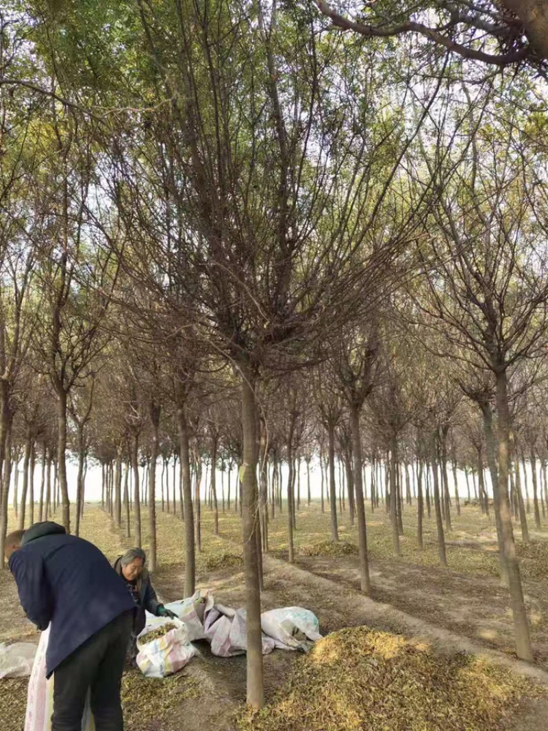 处理皂角8公分10公分12公分15公分皂角苗圃直供