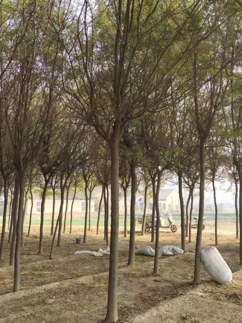 处理皂角8公分10公分12公分15公分皂角苗圃直供