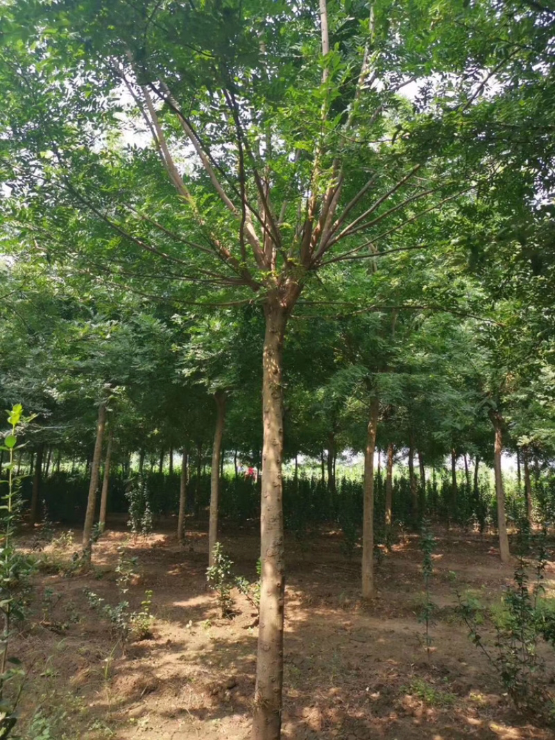 处理皂角8公分10公分12公分15公分皂角苗圃直供