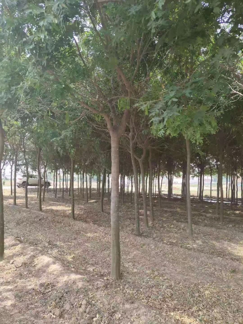 处理皂角8公分10公分12公分15公分皂角苗圃直供