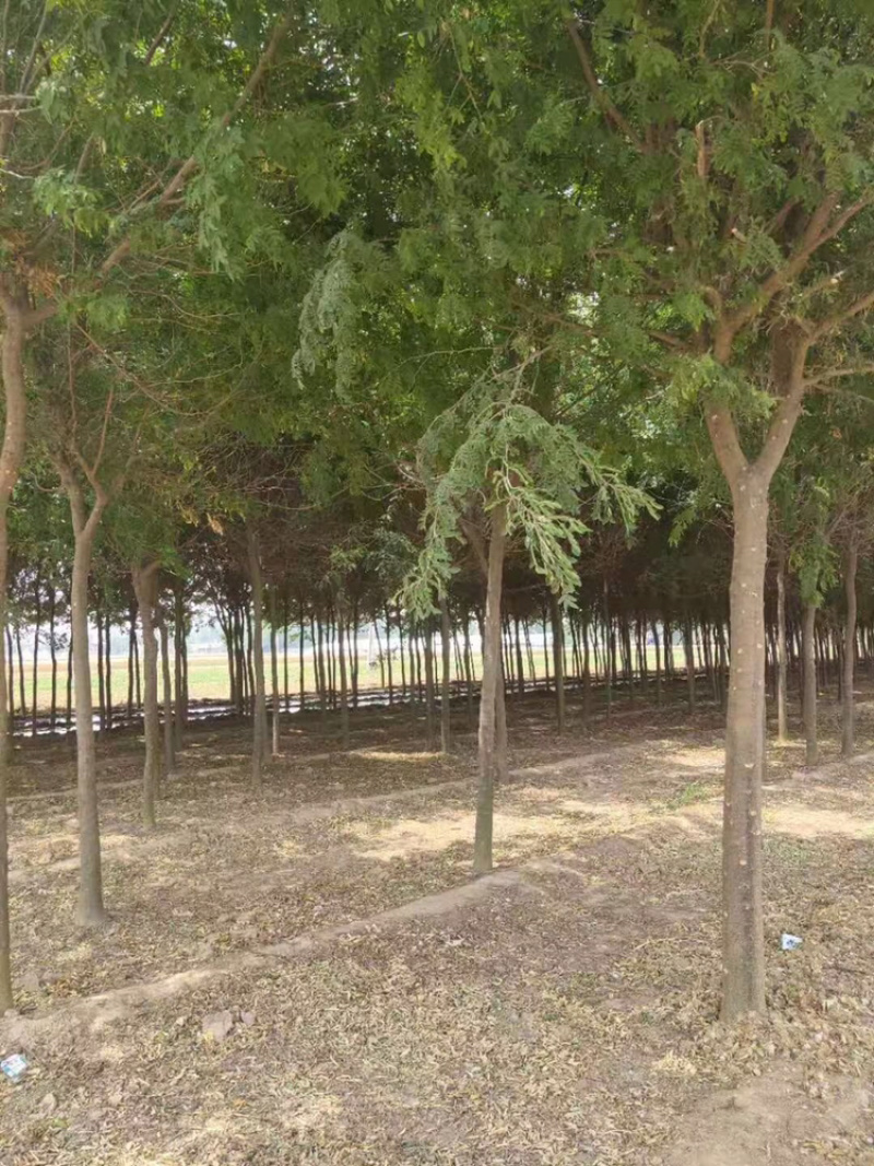 处理皂角8公分10公分12公分15公分皂角苗圃直供