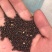 糜子精选净粮批发糜子糯米大黄米保质保量量大更优！