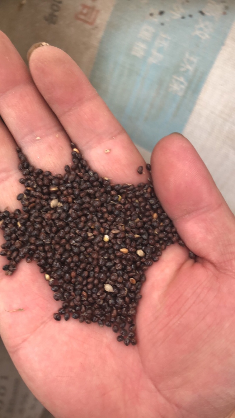 糜子精选净粮批发糜子糯米大黄米保质保量量大更优！