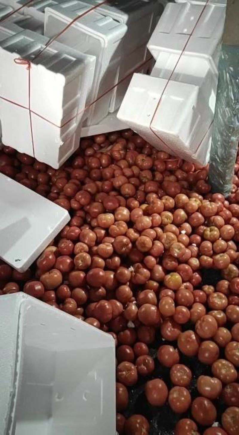 禹城精品西红柿^O^市场超市^O^**，量大优惠.欢迎骚