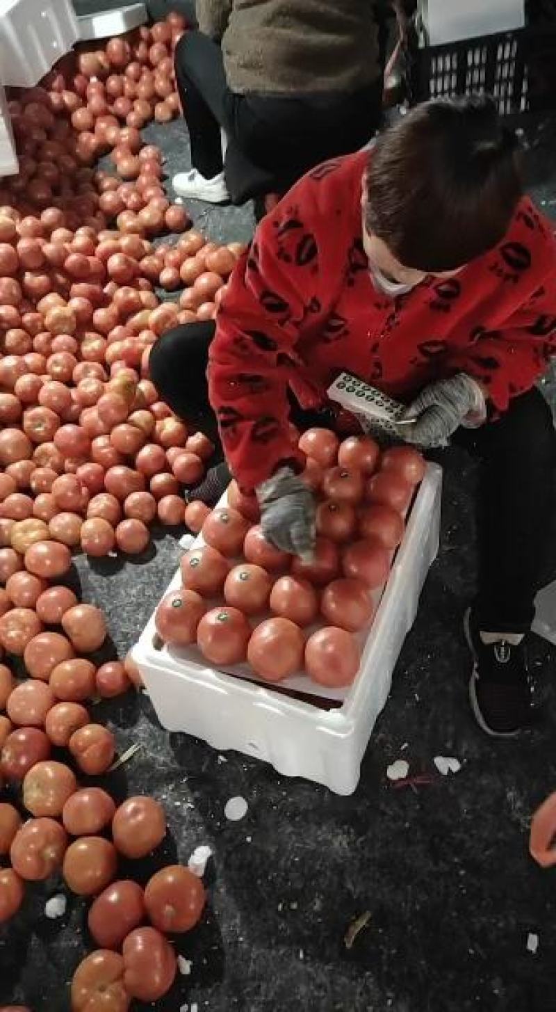禹城精品西红柿^O^市场超市^O^**，量大优惠.欢迎骚