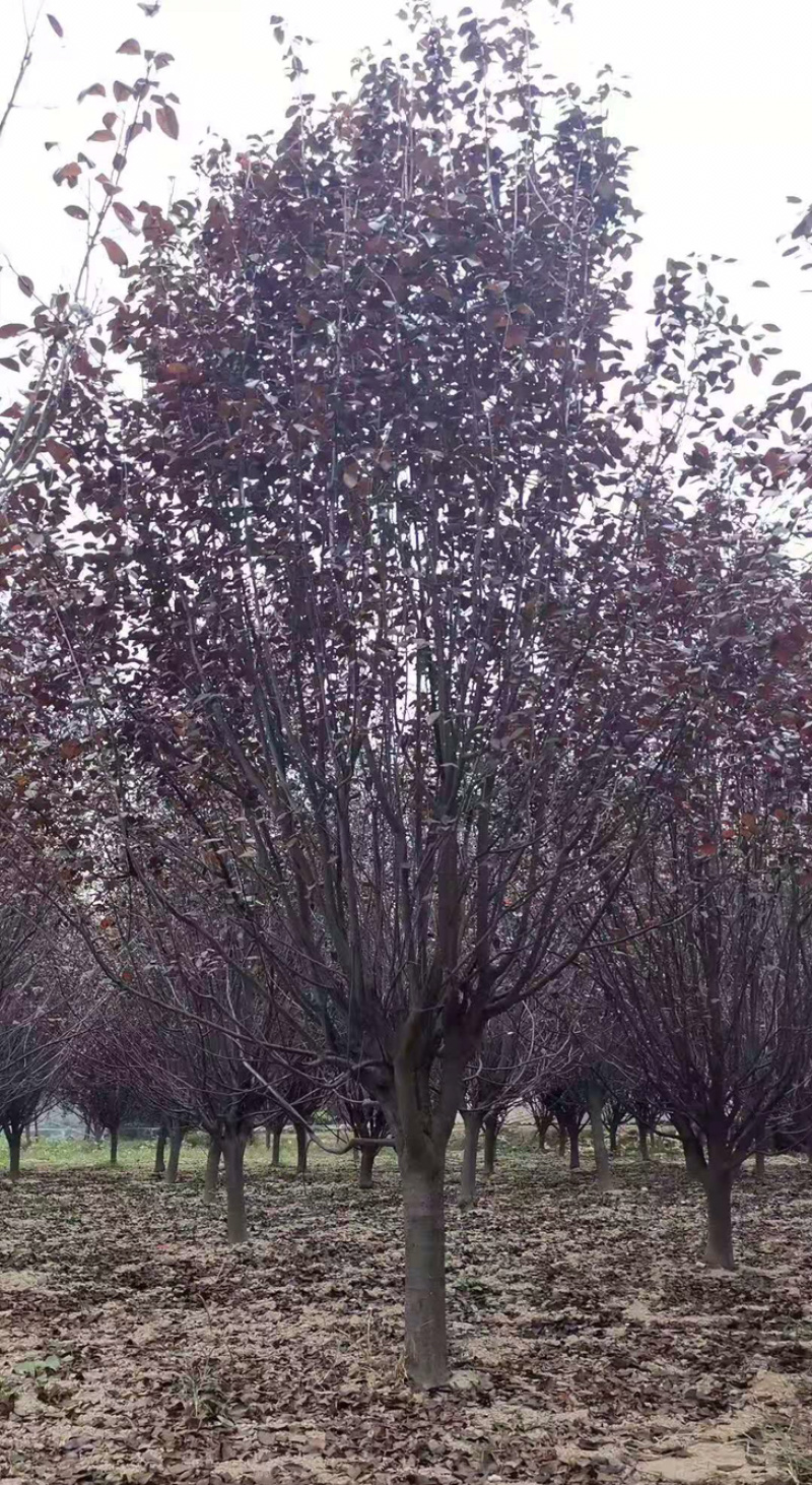精品紫叶李8公分10公分12公分15公分苗圃直供