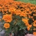 孔雀草成都孔雀草四川草花孔雀草基地直销工程用花