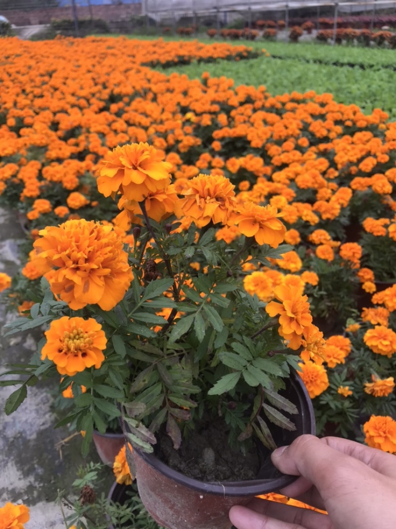 孔雀草成都孔雀草四川草花孔雀草基地直销工程用花