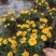 孔雀草成都孔雀草四川草花孔雀草基地直销工程用花