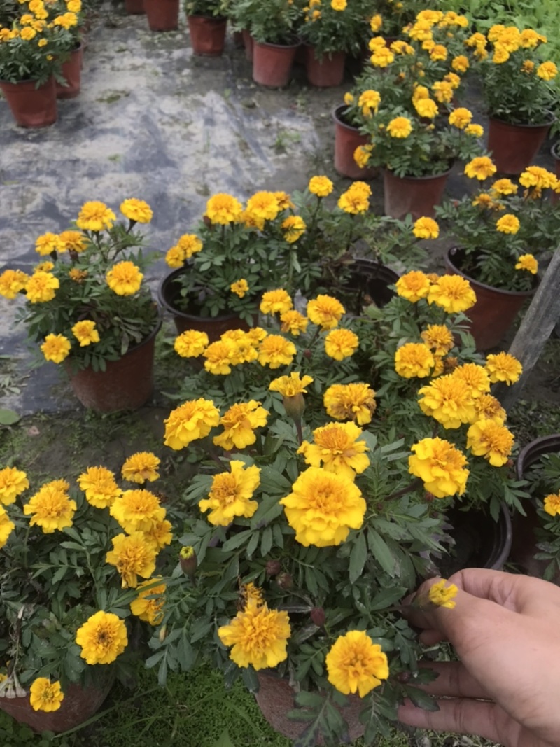 孔雀草成都孔雀草四川草花孔雀草基地直销工程用花