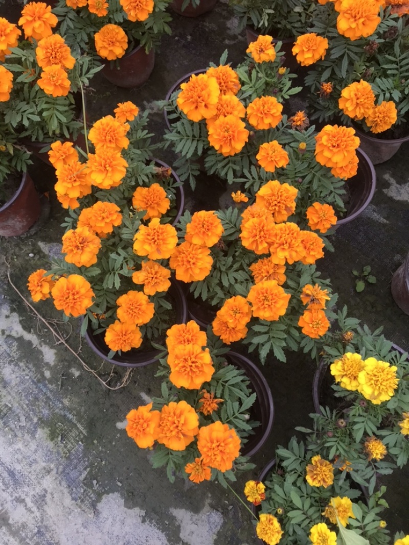 孔雀草成都孔雀草四川草花孔雀草基地直销工程用花