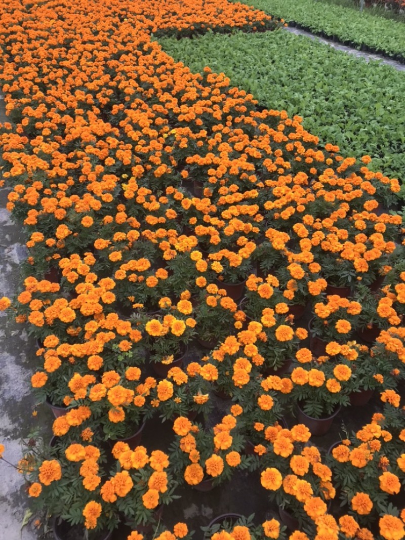 孔雀草成都孔雀草四川草花孔雀草基地直销工程用花