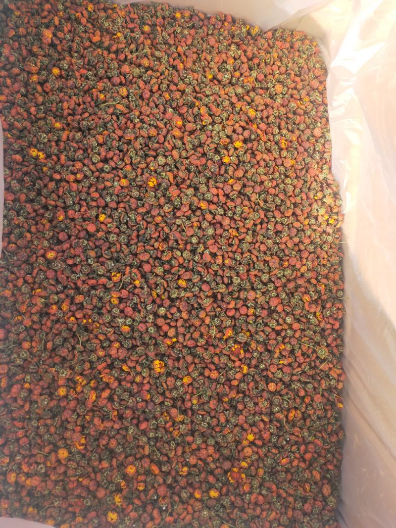新疆达坂城胎菊颗粒大无化肥无农药量大从优