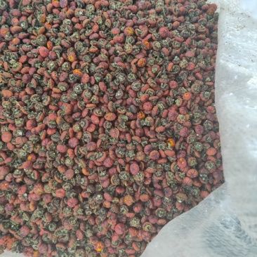新疆达坂城胎菊颗粒大无化肥无农药量大从优