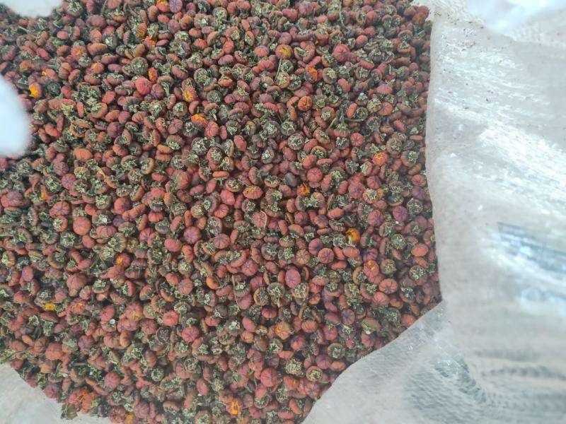 新疆达坂城胎菊颗粒大无化肥无农药量大从优
